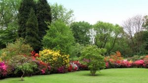 A garden in the UK (Stock photo)